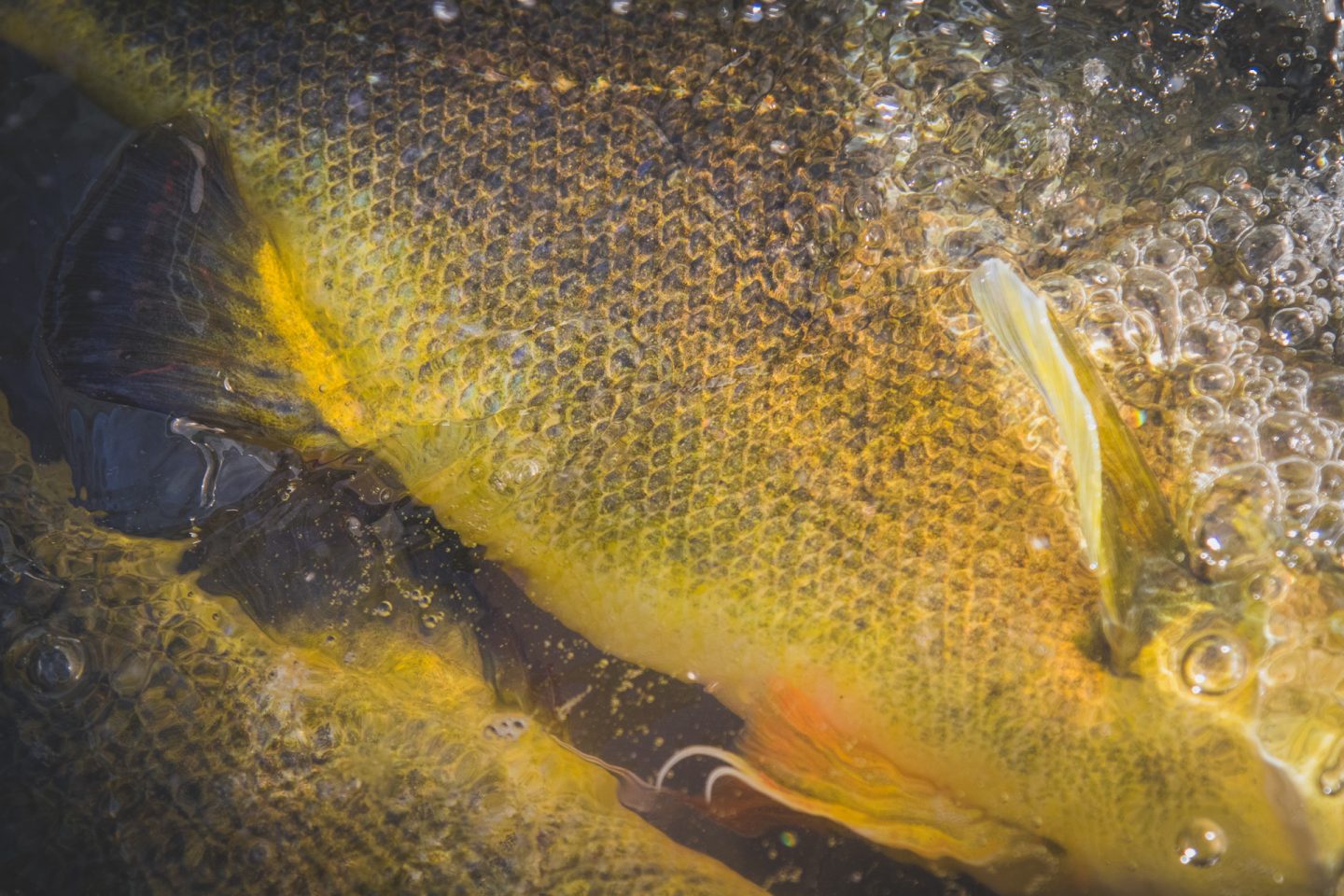 Counting the cost: scientific evidence of fish losses in Australian rivers