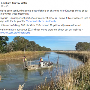 GOULBURN-MURRAY WATER | JUNE, 2021 - Fish rescues in Victorian irrigation channels