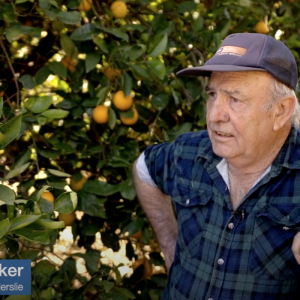 From Pump To Pulp – How Fish Screens Are Evolving The Citrus Industry