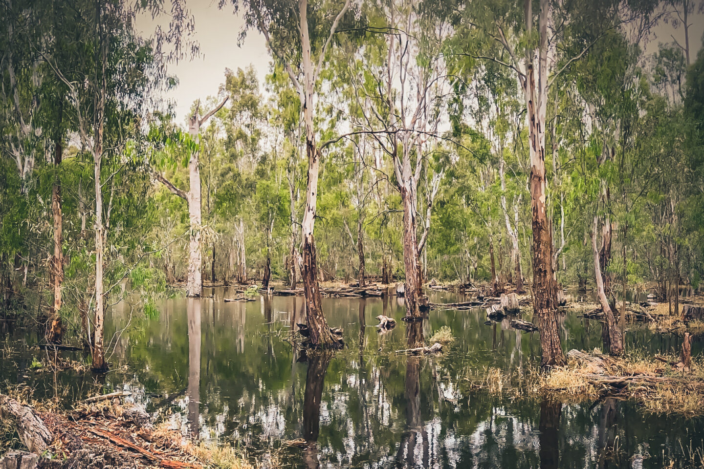 Protecting Ramsar sites from pest fish (with modern screens)