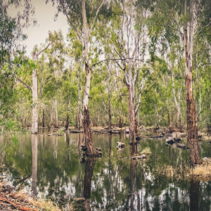 Protecting Ramsar sites from pest fish (with modern screens)