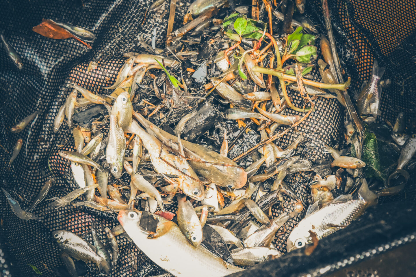 Protected: High rates of fish impacts reported in Queensland