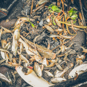 Protected: High rates of fish impacts reported in Queensland